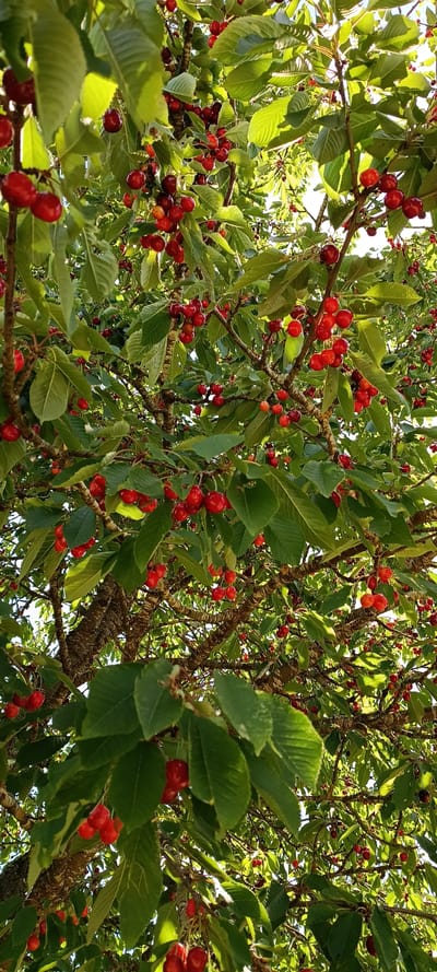 This media file depicts a close-up, low-angle view looking up into the canopy of a cherry tree laden with ripe red cherries. The subjects are the branches, leaves, and abundant fruit of the tree. The scene is a natural setting, likely outdoors.

The activity taking place is the natural growth and ripening of cherries. No people or specific events are visible.

Notable details include the bright red color of the cherries, some of which appear plump and juicy, while others are smaller and possibly still developing. The leaves are a vibrant green, with some showing the characteristic serrated edges of cherry leaves. Sunlight filters through the canopy, creating highlights on the leaves and cherries, suggesting it is daytime, likely a sunny day. The rough texture of the tree bark is also visible on the branches. The location context of Vilseck, Germany, suggests this scene is likely taking place during the cherry harvesting season, which typically falls in early to mid-summer in this region. There is no visible text in the image. The overall emotion conveyed is one of abundance and the natural beauty of a fruit-bearing tree.