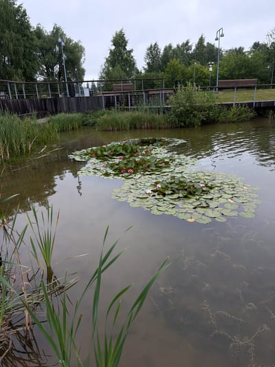 A cloudy day at a park in Belebei, Russia, features a calm pond covered in lily pads and a few pink water lilies. Tall green reeds grow along the edge of the pond in the foreground. In the background, a wooden boardwalk curves around the pond, with benches and lampposts visible. Lush green trees and bushes surround the pond and boardwalk. The water is murky, and submerged aquatic plants are visible beneath the surface.
