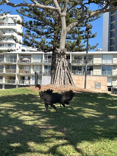 The image, correctly oriented in portrait mode, depicts a vibrant outdoor scene in Coolangatta, Australia, blending natural elements with urban architecture. In the foreground, a distinctive Australian Brush-turkey (Alectura lathami) with dark feathers, a reddish-pink head, and a prominent yellow wattle on its neck, walks across a sun-dappled grassy area. Its gaze is directed downwards, perhaps foraging.
A large, mature tree with a thick, textured trunk and dense green, needle-like foliage dominates the left side of the frame, providing ample shade. Behind this natural foreground, several multi-story apartment buildings rise into the clear blue sky. These buildings feature numerous balconies with white railings and an abundance of windows, some of which reflect the sky. Balcony furniture and what appears to be drying laundry are visible on some units, suggesting residential use. One building facade incorporates light-colored stone tiling. A street light pole with a black fixture is positioned near the tree.
The scene is bathed in bright sunlight, casting long, distinct shadows from the tree branches onto the lush green grass, indicative of either mid-morning or late afternoon. The sky is uniformly clear and blue, signifying fair weather. The overall setting portrays a peaceful coexistence of wildlife within an developed coastal environment. No visible text is present in the image.