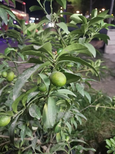 A close-up, medium shot captures a kumquat tree branch laden with several small, green kumquats. The lighting suggests it is nighttime, with blurred lights in the background indicating an urban setting, possibly Cotgadong, Indonesia. The kumquats are oval-shaped and vary in size, some showing a slightly rough texture. The leaves are a deep green, and some appear dusty. The branch is dark and woody, with smaller twigs branching off. The background is out of focus, showing a mix of green foliage and indistinct urban lights, possibly from street lamps or buildings. The overall scene is naturalistic, focusing on the fruit-bearing branch of the tree.