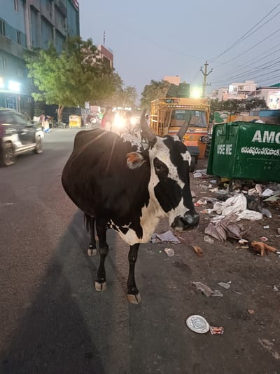 The scene depicts an urban street in Anantapur, India, at twilight or early evening. A black and white cow with prominent horns stands on the asphalt road in the foreground, facing slightly towards the viewer's right. To the cow's immediate right, a significant accumulation of mixed refuse, including plastic bags, paper, and unidentified debris, litters the ground. Adjacent to this waste are two large, green municipal bins; one is partially visible, while the other clearly displays "AMC USE ME" and the Telugu text "అనంతపురం నగరపాలక సంస్థ" (Anantapuram Municipal Corporation).

In the mid-ground, a yellow auto-rickshaw, visibly loaded with items, is present. Behind it and to the left, a black car with illuminated headlights is in motion. Multiple blurred figures of people and other vehicles are visible in the background, contributing to the urban activity. The street is flanked by multi-story buildings, one prominent structure being light blue, and interspersed with green trees. Overhead utility lines are visible against the pale gray sky. The scene is illuminated by a combination of ambient twilight and various artificial light sources, including streetlights and vehicle headlights.