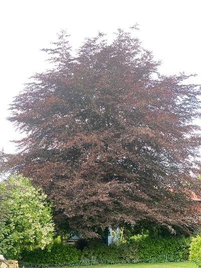 The image shows a dense, dark purple-leaved tree in the foreground. The tree's branches are covered in small, dark leaves and hang down, creating a heavy canopy. Behind the purple tree, to the right, is a line of lush green bushes and a hedge, with a thin green wire fence running vertically along the edge of the frame. In the background, a small portion of a light blue building with a yellow window is visible peeking through the foliage of the trees. To the right of the purple tree, a bush with small white flowers is also visible. The sky is a very bright, overcast white, suggesting it might be a cloudy day or early morning/late evening. The scene appears to be a garden or yard in a residential area, with a naturalistic, somewhat overgrown feel. There is no text visible in the image. The setting is Lütjenwestedt, Germany.
