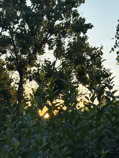 This image captures a low-angle view looking up through the branches and leaves of trees against a bright sky. The sun is visible peeking through the foliage, casting a warm, golden glow. The leaves are a deep green, with some appearing lighter and almost yellowed where the sunlight hits them directly. The branches are dark and intricate, creating a dappled effect as they obscure and frame the sky.
The scene appears to be outdoors, with the natural light suggesting it is either sunrise or sunset. The sky is a pale blue or white, indicating daylight. The density of the leaves suggests it could be a warm season, possibly summer or early autumn. There are no people or man-made objects explicitly visible, focusing the attention on the natural elements of the trees and the sky. The overall impression is one of a peaceful, serene moment in nature, with the sunlight filtering through the leaves creating a visually appealing pattern. The image is oriented vertically. There is no visible text in the image.