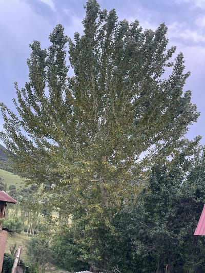 This media file captures a slightly overcast, daytime scene in Taran-Bazar, Kyrgyzstan. The primary subjects are a large, leafy tree in the foreground and a densely wooded area behind it, with a hint of a green, hilly landscape visible further in the distance. The tree has a sprawling canopy of light green leaves that appear to be rustling, suggesting a gentle breeze. Part of a structure with a reddish, corrugated roof is visible in the upper right corner, hinting at human habitation in the rural setting. The overall mood is peaceful and natural, with no people or specific activities depicted. The lighting suggests it is either early morning or late afternoon, given the soft, diffused light.