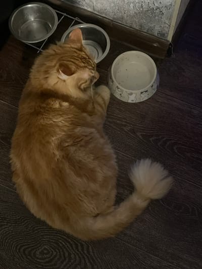 An orange tabby cat with long fur is lying on a dark wooden floor next to a set of pet food bowls. The cat is curled up, with its head resting on its paws. One of the bowls is metallic and appears empty. Another bowl is ceramic with a decorative pattern of cartoon cats. The floorboards have a distinct wood grain pattern. In the background, a portion of a wall with a textured, possibly concrete or stucco finish is visible, along with a wooden baseboard. The scene appears to be indoors, likely in a residential setting within Noyabrsk, Russia.
