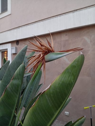 A close-up, angled shot focuses on a strelitzia flower with dried brown petals against a pale stucco building. Large, green, paddle-shaped leaves of the plant fill the foreground and mid-ground, some with brown-edged tips. A small, square white electrical outlet is visible on the building wall below the flower. To the right, a yellow handlebar and wheel of a parked scooter are partially visible. The building has a horizontal white band running beneath the upper story, and a window with horizontal blinds is visible on the left. The scene suggests an outdoor setting in a residential or commercial area.