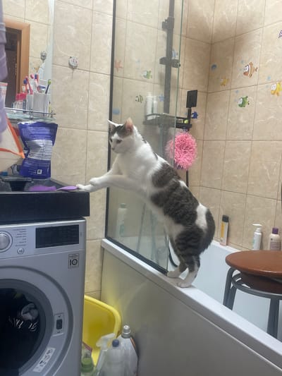 In this image, a domestic cat with white and grey tabby markings is captured in a bathroom setting. The cat is positioned on the edge of what appears to be a washing machine, with its front paws resting on the machine's surface and its hindquarters still on a glass surface, possibly a shelf or enclosure. The cat is looking down and to its right, with a curious expression.
The bathroom features beige tiled walls adorned with colorful cartoon fish and other sea creatures. To the left, a rack holds toothbrushes and other toiletries. In the foreground, a silver LG washing machine is visible, displaying some text in Russian, including "Спортивная одежда" (Sportswear), "Бережная" (Gentle), "Темные" (Dark), "Удаление пятен" (Stain Removal), "Быстро 30" (Quick 30), and "Моя программа" (My Program). A yellow basin is also visible on top of the washing machine. Above the cat, a portion of a brown wooden table and some bottles of toiletries are visible. The lighting suggests an indoor setting, likely during the daytime. The overall scene depicts a common household moment with a pet.