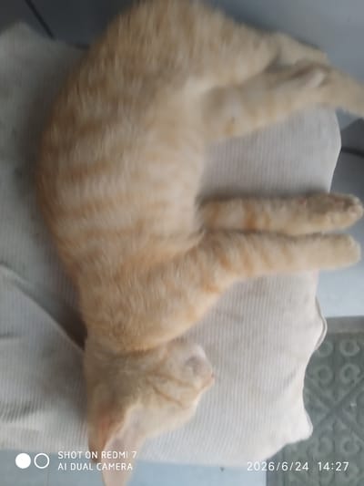 A light-colored tabby cat is sleeping curled up on a white ribbed surface, possibly a cushion or mat, in an indoor setting. The cat is facing to the left of the frame. The overall image is somewhat blurry due to motion or focus issues, obscuring finer details. Visible text in the bottom left corner reads "SHOT ON REDMI 7 AI DUAL CAMERA." In the bottom right corner, a date and time stamp reads "2026/6/24 14:27." The background is indistinct, suggesting an indoor environment.