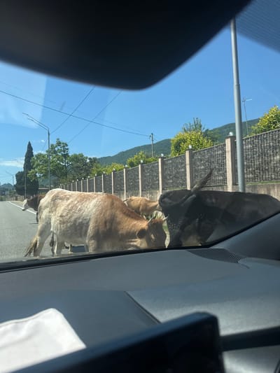The image shows a view from inside a car through the windshield. Several cows are crossing a paved road. In the foreground, the dashboard of the car is visible, with a white cloth lying on it. The road appears to be in a rural or semi-rural area, with a fence and vegetation visible on the right side of the road. In the background, there are hills covered in trees. The sky is clear and blue. The location is identified as Psyrdzkha, Abkhazia. There are no people visible in the image. The cows are the main subjects, and their actions are crossing the road.