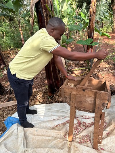 An outdoor scene in Shimbi Mashariki, Tanzania, depicts a male individual engaged in agricultural processing. The male, with dark skin and short dark hair, wears a light yellow short-sleeved polo shirt with striped cuffs and collar, and dark blue trousers, standing on a white tarp. He is positioned leaning forward, operating a rustic, elevated wooden machine, likely a thresher or huller, by manipulating a wooden lever with his left hand while his right hand rests on the device's main body. The machine contains partially processed agricultural material, and reddish-brown beans mixed with lighter husks/chaff are scattered across the white tarp beneath the device, indicating the processed output. The background consists of dense tropical vegetation, notably several banana plants with large green leaves and distinct trunks, set against reddish-brown soil.