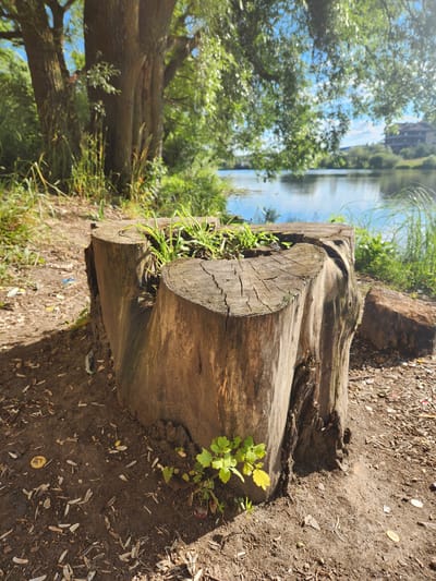 A close-up shot focuses on a large, weathered log that has been cut and placed as seating or part of a rustic landscape feature. The log is rough-hewn with visible cracks and grain. Small green shoots and a few yellow leaves sprout from the soil around the log, indicating a natural setting. The ground surrounding the log is composed of dark earth, scattered with small debris like seeds, leaves, and perhaps bits of wood.
In the background, a body of water, likely a lake or river, reflects the blue sky and white clouds. Lush green trees and foliage border the water, creating a serene natural environment. A building is faintly visible on the far side of the water. The lighting suggests it is daytime, with sunlight casting shadows and highlighting the textures of the log and the surrounding ground. The overall mood is peaceful and natural, highlighting the intersection of man-made elements (the log seating) and the natural world. The location is identified as Vniissok, Russia.