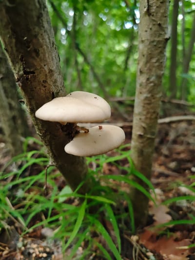 The image shows two light-colored mushrooms growing on the side of a tree trunk in a forest setting. The mushrooms are overlapping and appear to be a bracket fungus. Green grass and fallen leaves are visible on the ground around the tree. The background is blurred, suggesting a dense forest environment. The location is Боровково, Russia.