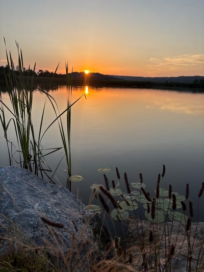 The image depicts a serene sunset over a body of water, possibly a lake or a wide river. The sun, a bright orange orb, is setting behind a silhouetted hill, casting a warm glow across the sky and reflecting on the calm water. The foreground is occupied by tall, green reeds and cattails, with a large, grey rock to the left. Lily pads are scattered on the water's surface, adding to the tranquil scene. In the distance, the opposite bank is lined with trees and more rolling hills. The location is identified as Skalsko, Bulgaria. The scene is devoid of any people or animals, focusing solely on the natural landscape.