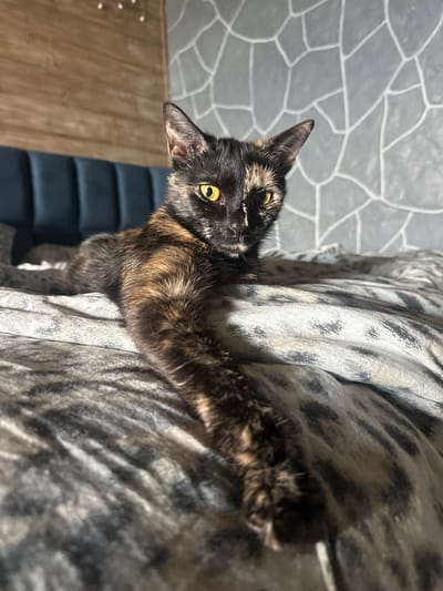 A tortoiseshell cat with striking yellow eyes is the central subject of this media file. The cat is positioned on a patterned fabric, possibly a blanket or upholstery, with a mottled grey and black design resembling animal print. Sunlight streams in from the right, casting strong shadows and highlighting the texture of the cat's fur and the fabric. The cat's head is turned towards the camera, with one paw extended forward onto the patterned surface.
In the background, a wall with a textured, mosaic-like pattern of grey stone shapes outlined in white is visible on the left. To the lower left of the frame, a wooden surface, likely a table or floor, can be seen. To the right and behind the cat, the edge of a dark blue upholstered chair is visible.
The lighting suggests it is daytime, likely morning or afternoon, given the strong sunlight and shadows. The scene appears to be indoors, in a domestic setting. There are no people or visible text in the image. The overall impression is one of a relaxed moment captured with a pet in a sunlit room. The location context of Yoksolovo, Russia, provides a geographical anchor for the scene.