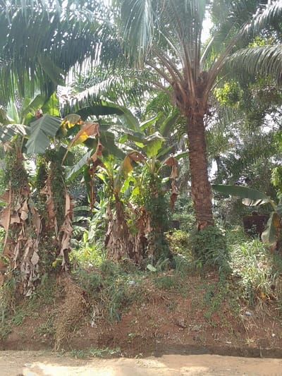 This image depicts a dense botanical scene in Otu, Nigeria. The foreground reveals an unpaved, light brown earth surface, possibly a roadside or path, with partial shadows and scattered dry foliage. This ground transitions into a slightly elevated, verdant bank, heavily vegetated with grasses, weeds, and intertwining vines. The midground and background are dominated by tropical flora. A large palm tree with a thick, textured trunk stands prominently on the right, its fronds extending upwards and outwards, partially obscured by sunlight. To the left and center, multiple banana plants are visible, characterized by their large, broad leaves, some vibrant green, others showing signs of browning and decay. Several banana plant trunks are obscured by dried, hanging leaves and climbing green foliage. The overall environment is wild and overgrown, with no discernible human presence, structures, or activity.