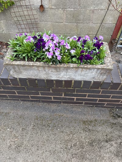 The image shows a rectangular concrete planter box filled with purple and white pansies, positioned next to a brick pillar. The planter box appears to be aged and weathered. The brick pillar is made of dark-colored bricks. The background includes a paved surface, likely a sidewalk or driveway, and a wire mesh fence with some greenery behind it. A small gardening trowel is visible next to the fence. The location is likely in Shrewsbury, United Kingdom.
