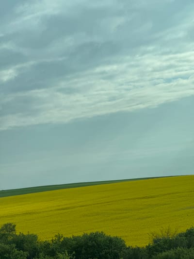 The image shows a landscape scene with a field of yellow flowers on the right side of the frame. The right edge of the field is bordered by a line of trees with green foliage. The left side of the image features a sky with gray and white clouds. The image seems to be taken during the day. The location, Vratitsa, Bulgaria, cannot be verified solely from the image.