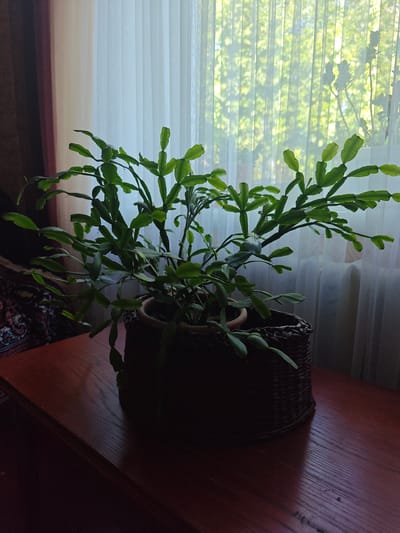 A potted Christmas cactus sits on a wooden table in front of a sheer curtained window. The plant is green and leafy, with segmented stems. It is in a terracotta pot, which is then placed in a dark brown woven basket. The wooden table is dark red and has a glossy finish. A patterned rug is visible to the left of the table. The sunlight filtering through the curtain creates a dappled effect on the wall behind the plant. The scene appears to be indoors.