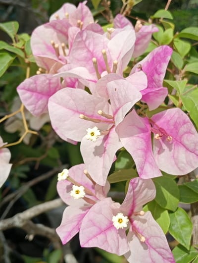This is a close-up photograph of a cluster of bougainvillea flowers, predominantly pink and white, with visible green leaves and brown stems in the background. The flowers are in focus, displaying delicate petal structures and small, white stamen with yellow centers. The lighting suggests it is daytime, likely outdoors in a natural setting. The scene is consistent with a garden or natural landscape in Keudekrueng, Indonesia, where bougainvillea is a common ornamental plant. There are no people or animals visible in the image.