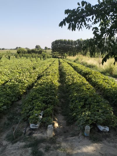The image depicts a field of low-lying green plants, likely strawberries, arranged in neat rows stretching into the distance. The plants are lush and healthy, with their leaves illuminated by the soft light of what appears to be late afternoon or early morning sun. In the foreground, several plastic bottles, likely used for irrigation or pest control, are placed near the plants. White plastic bags are also visible, possibly used to protect the plants or as part of the cultivation system. The field is bordered by taller trees in the background, forming a natural hedge. The sky is a clear, pale blue. The scene is located in Aktam (Tashminvody), Uzbekistan, a rural setting characterized by agricultural land and vegetation. There are no people or animals visible in the image.