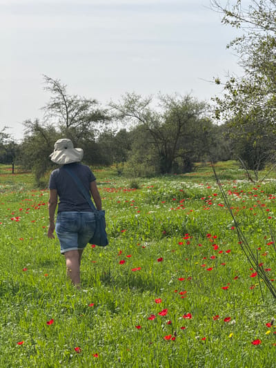 An individual is depicted walking away from the camera through a field in Modiin-Maccabim-Reut, Israel. The subject, an adult, wears a light-colored wide-brimmed hat, a dark and light striped short-sleeved shirt, blue denim shorts, and carries a dark blue shoulder bag. They are positioned in the lower-left quadrant of the frame, moving towards the distant horizon. The ground is a vibrant green expanse of grass densely populated with numerous red poppy-like wildflowers and clusters of smaller white wildflowers. In the background, scattered trees with green foliage and visible branches define the landscape under a pale, hazy blue sky.