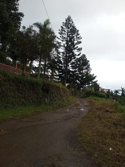 A narrow, paved road, wet with puddles, curves gently uphill. Lush greenery edges the road, with a dense, overgrown embankment on the left. Beyond, a low brick wall and houses dot the hillside. Tall, evergreen trees punctuate the scene, silhouetted against a cloudy sky. Vegetation dominates the right side of the road, creating a wild, natural feel.