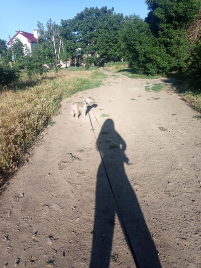 The image depicts a dirt path in a rural setting, likely Lymanka, Ukraine, on a clear, sunny day. A small, light-colored dog on a leash stands on the path, facing away from the camera. The dog appears to be a terrier mix, with shaggy fur. A long, dark shadow of a person holding the leash stretches across the path, obscuring the person themselves. To the left of the path, tall, dry grass and some green vegetation are visible, with a white house with a red roof and trees in the background. To the right, dense green trees line the path, casting shadows. The ground is uneven and sandy, with scattered small stones and sparse green weeds.