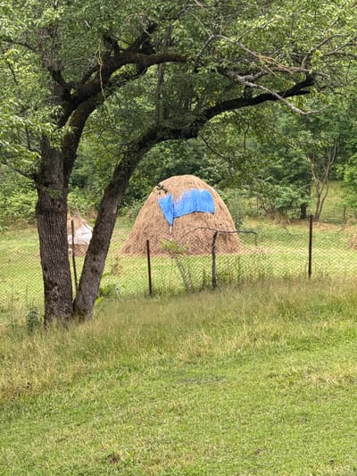The image depicts a rural scene in the city of Sis, Azerbaijan, featuring a large haystack covered with a blue tarp. The haystack is situated in a fenced-off area, with a wire mesh fence visible in the foreground. A large tree with mossy bark and branches extends over the scene from the left side. The ground is covered with green grass, with some patches of taller, dry grass. In the background, lush green trees and foliage create a dense forest-like environment. The sky is overcast, suggesting a cloudy or perhaps rainy day. No people are present in the image. The overall impression is one of a tranquil, agricultural landscape.