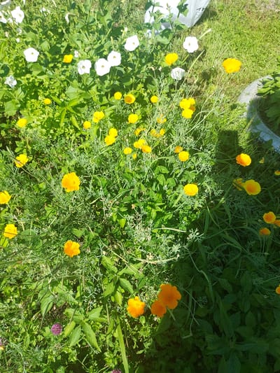 The image shows a garden bed with a variety of flowering plants. There are several bright yellow California poppies in bloom, with delicate, feathery green foliage. Interspersed among the poppies are white petunias. The background consists of lush green grass and some darker green foliage, suggesting a natural or slightly uncultivated setting. Sunlight casts dappled shadows across the scene, indicating it was taken on a bright, sunny day. No people or specific landmarks of the city of Среднебелое, Russia are visible in the image. The overall impression is one of a vibrant and blooming garden.