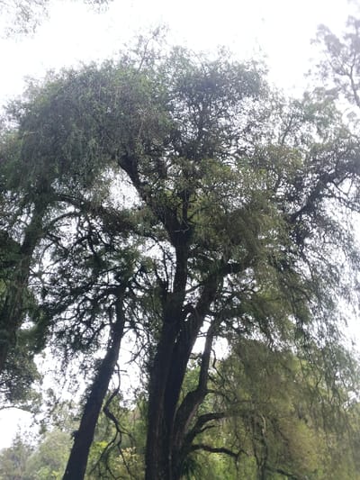 The image displays a dense cluster of mature trees under an overcast sky, located in Tây Ninh, Vietnam. Multiple large trees with dark, gnarled trunks and branches dominate the frame, extending upwards towards a uniformly white sky. The branches are heavily interwoven and covered with a significant amount of moss or epiphytic growth, giving them a textured appearance. The foliage is green, with some lighter green leaves and drooping branches visible, primarily in the upper and mid-sections of the canopy. Hints of further greenery are visible at the lower left edge, suggesting a vegetated ground or undergrowth. No individuals, animals, or man-made objects are present. The scene is static.