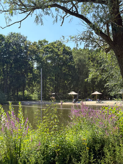 The image shows a sunlit scene of a lake with a sandy beach and lush green trees in the background. The lake is calm, and there are a few people visible on the beach, some sitting under parasols and others near the water's edge. The beach has two straw-roofed parasols providing shade. In the foreground, there are tall green plants with purple flowers, adding a vibrant touch to the scene. The sky is clear blue, indicating a warm, pleasant day. This scene is located at the watersports park in Heijen, Netherlands.