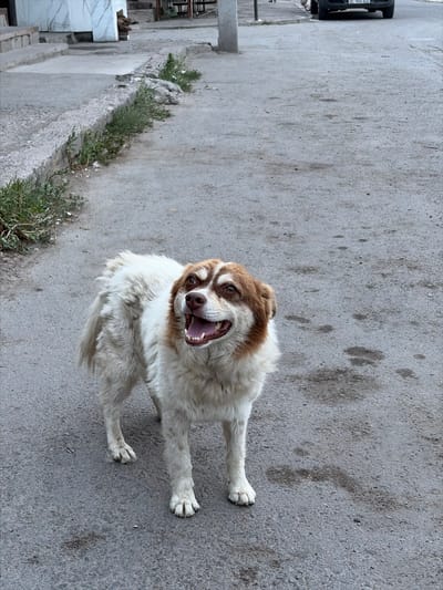 A medium shot captures a happy-looking dog with white and brown fur, its mouth wide open as if panting or barking. The dog is positioned on a gray asphalt surface, with patches of dry grass growing along a raised concrete curb to its left. In the background, a vehicle is partially visible on the left side of the frame. The lighting suggests it might be daytime, possibly overcast or late afternoon, given the soft shadows. The scene appears to be an outdoor urban or semi-urban environment in Kant, Kyrgyzstan. The dog's expression conveys a sense of playfulness or excitement. There is some visible text on the license plate of the vehicle, but it is not clearly legible.