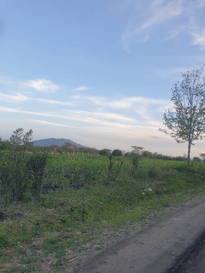 The scene depicts an expansive rural landscape in Mua ward, Kenya, observed under a clear light blue sky featuring scattered, thin white cirrus clouds. A prominent, vegetated mountain or large hill forms the distant horizon line. In the midground, a large field of green, cultivated crops, likely maize or similar, extends horizontally, bordered by denser green bushland and scattered trees. Several vertical wooden posts are discernible within the cultivated area. The foreground on the right features an unpaved dirt road or track with visible tire ruts, angling from the bottom right towards the mid-right. Adjacent to the road, on the left, is an uncultivated strip of ground covered with varied green grasses and some scattered refuse, including a piece of white plastic material. A tall, slender tree with relatively sparse foliage stands on the far right, partially cropped by the image frame. No individuals, animals, or active subjects are visible within the frame.