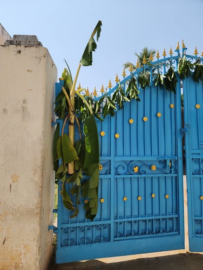 The image displays a decorated, partially open entrance gate in Pedda Kammavaripalli, India. The primary subject is a two-panel metal gate, painted light blue, with a weathered, off-white concrete wall serving as its left support. A banana plant stem, featuring several large green leaves, is tied vertically to the left gate post and adjacent wall. A garland of green leaves is draped across the upper horizontal bar of the gate, connecting to gold-painted finials that line the gate's top edge. The gate panels are adorned with multiple yellow, five-petal flower motifs affixed to the vertical bars and integrated into the ornate scrollwork on the lower sections. The left gate panel is ajar, and a locking mechanism is visible on the right panel. The background consists of a clear, bright blue sky, with palm tree foliage visible above the right side of the gate. The ground in the foreground is a light-colored paved surface, showing shadows cast by the gate. The wall exhibits signs of aging, including dark stains and peeling paint/plaster.