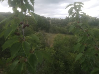 The image depicts a natural outdoor scene with a focus on cherry branches in the foreground against a backdrop of rolling hills and vegetation. The perspective suggests the photo was taken from an elevated position, looking down and across a valley.
In the foreground, on the left side of the image, are branches of a cherry tree laden with dark red cherries. The leaves are a vibrant green, some with slightly serrated edges. On the right side, another cherry tree branch is visible, also with green leaves and a few dark cherries. The branches are thin and woody, with some appearing to be bending under the weight of the fruit.
The middle ground and background consist of a dense, green landscape characterized by hills covered in trees and shrubs. The vegetation appears lush, indicating a temperate climate and possibly a rural or natural park setting. The terrain is uneven, with slopes and valleys. A narrow, unpaved path or trail is discernible winding through the trees in the mid-distance.
The sky is overcast with heavy, gray clouds, suggesting a cloudy day with potentially diffused light. The overall lighting is dim, contributing to a somewhat muted color palette, although the greens of the foliage and the dark reds of the cherries remain distinct. The image quality is somewhat soft, and there is a noticeable graininess, possibly due to low light conditions or the camera's settings. There are no people or man-made structures visible in the scene.
The location, in the city of Valkosel, Bulgaria, implies a region known for its natural beauty, possibly with orchards or undeveloped areas suitable for cherry cultivation. The scene evokes a sense of natural abundance and a tranquil, undeveloped environment.