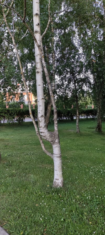 The image depicts a serene outdoor scene in a park-like setting. The primary subjects are several birch trees with their distinctive white bark, standing tall amidst lush green grass dotted with small white flowers. One of the birch trees in the foreground has a unique, contorted trunk where branches have grown and intertwined in an unusual manner, creating an interesting focal point.
In the background, a dense line of manicured green bushes forms a natural barrier, behind which can be seen the upper portion of a brick building with orange-red brickwork and white window frames. This building, along with the well-maintained greenery, suggests a residential or possibly a community area. The overall setting is tranquil and appears to be a part of Ангелово Клубная Резиденция in Russia.
The time of day appears to be late afternoon or early evening, as indicated by the soft, diffused light and the slightly muted colors of the foliage. The sky is not visible, but the lighting suggests it might be overcast or that the sun is low on the horizon. There is no discernible activity or event taking place; the scene is static and peaceful. No people are visible in the image. There is no visible text. The overall mood conveyed by the image is one of quiet natural beauty and calmness.