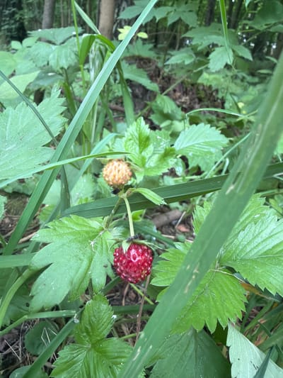 A close-up shot captures a wild strawberry plant with two berries in a natural, outdoor setting. One berry, bright red and ripe, hangs prominently in the foreground, its surface textured with visible seeds. Above and slightly behind it, a second berry appears less ripe, exhibiting an orangey-yellow hue. The berries are surrounded by lush green foliage and blades of grass, suggesting a woodland or meadow environment. The background is blurred, but hints of tree trunks and darker green undergrowth are discernible. No people or human activity are visible. The image appears to be taken in the city of Vidnoye, Russia, given the information provided, in a natural, uncultivated area.