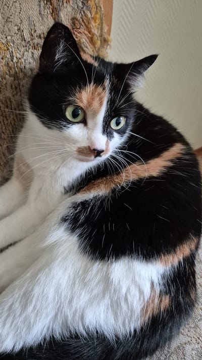 The media file shows a close-up, angled shot of a calico cat. The cat has striking green eyes and a tri-colored coat of black, white, and orange. It is lying down on a textured surface that appears to be upholstery, possibly a couch or chair. Part of the cat's ear and face are visible, with its head tilted upwards and to the side, looking towards the viewer. The cat's fur is fluffy and detailed, with prominent white whiskers. The background is softly blurred, showing a textured wall and a hint of wooden furniture, suggesting an indoor setting. The lighting is natural and soft, indicating daytime. There is no visible text in the image. The overall mood is calm and intimate, capturing a moment of repose for the feline.