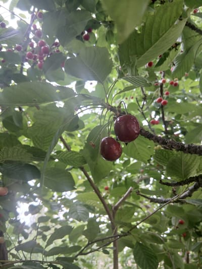 This image captures a close-up, low-angle view of ripe cherries hanging from a tree branch, surrounded by green leaves. The scene is set within an orchard or garden, likely in Syrt, Kyrgyzstan, given the location context. The sunlight filters through the foliage, creating bright spots and a slightly hazy effect, suggesting it might be a sunny day, possibly mid-morning or afternoon. The cherries are a deep reddish-purple, indicating they are ready for harvest. Some of the leaves show signs of wear, with small holes or rough edges, hinting at natural processes or perhaps minor insect activity. The overall impression is one of natural abundance and the fruitfulness of the season. There is no visible text in the image.
