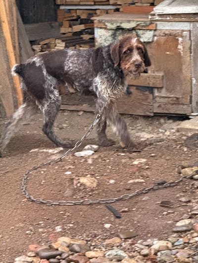 A medium-sized, wiry-haired dog with brown and white markings stands on a dirt ground with scattered rocks and debris. The dog is attached to a metal chain that lies on the ground. In the background, there is a wooden structure with stacked lumber and what appears to be a portion of a building or shed. The scene suggests an outdoor, possibly rural or industrial, environment. The location of Ptichnik, Russia is not visually identifiable from the provided image.