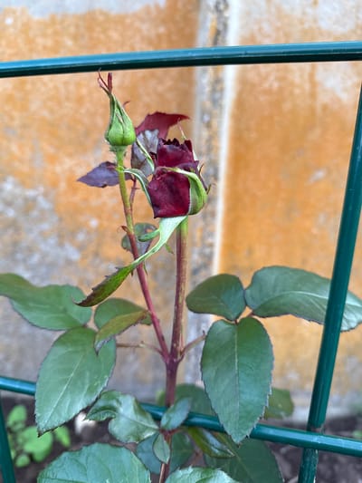 This is a close-up, top-down shot of a partially bloomed dark red rose with green sepals and leaves, attached to a thorny stem. The rose is supported by a green metal trellis, with one vertical and one horizontal bar visible. The background consists of a mottled orange and grey surface, possibly a wall or stone, with some out-of-focus green foliage in the lower right corner. The lighting suggests it is daytime, with soft illumination. There are no people or visible text. The image appears to have been taken outdoors, given the presence of the plant and trellis. The overall impression is one of natural beauty, with the rose being the central focus.