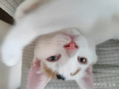 This is a close-up, low-angle, upside-down shot of a white cat with patches of orange and black fur. The cat has pink ears and a pink nose. Its eyes are a light blue and brown color. The cat appears to be lying on a textured surface, possibly a sofa or blanket. There is no discernible location in Northampton, United Kingdom. A date stamp "18.06.2026 12:38" is visible in the bottom right corner of the image.