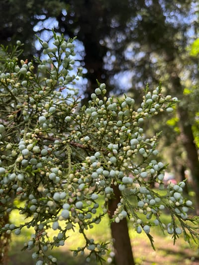 The image displays a detailed close-up of a coniferous branch, densely covered with numerous small, spherical, pale blue-green, berry-like seed cones. Interspersed among these are smaller, lighter yellowish-green buds or nascent cones. The foliage of the branch is dark green and composed of flattened, scale-like leaves. The background is significantly blurred into bokeh, revealing dark, indistinct tree canopies in the upper frame and brighter, sunlit green and yellow areas in the lower portion, with a vertical, blurred tree trunk visible on the right. The scene is illuminated by natural, dappled sunlight, creating circular highlights in the background. No individuals or animals are visible. The setting is an outdoor environment in Tsarev Brod, Bulgaria.