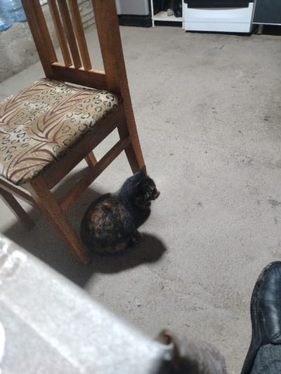An indoor scene in Beshtam, Uzbekistan, displays a tortoiseshell cat seated on a light grey concrete floor. The cat, exhibiting a dark brown and orange patterned coat, is positioned beneath a wooden chair featuring a padded seat upholstered in a beige fabric with dark brown, abstract animal print. The cat faces towards the right of the frame, casting a distinct shadow on the floor. In the lower right corner, the front portion of a human foot, clad in a black, flat, slip-on shoe, is visible. The foreground on the lower left presents a blurry, light-colored surface, possibly the edge of a table or another piece of furniture. In the background, a white appliance, likely a refrigerator or stove, is partially visible against a dark lower cabinet or shelf. The overall lighting suggests an interior, possibly utilitarian, space.