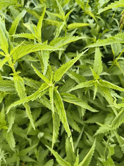 This is a close-up, overhead shot of a dense patch of bright green, serrated leaves, possibly nettles. The leaves are the primary subject, filling the frame with their vibrant color and intricate textures. The background is a blur of more green foliage, suggesting an outdoor natural environment. There are no visible people, animals, or man-made objects in the image. The scene is likely located outdoors, possibly in a garden or wild area. There is no information available about a specific location in Mayma, Russia.