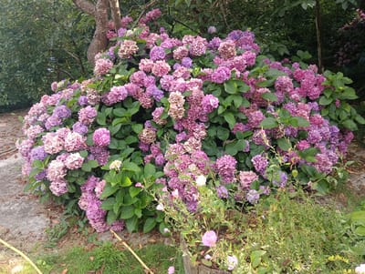 The image depicts a large, blooming hydrangea bush in a garden setting. The hydrangeas are a mix of pink and purple hues, with some flowers appearing slightly faded or dried. The bush is dense, with lush green leaves providing a backdrop to the colorful blooms. In the foreground, there is a patch of green grass and some dry leaves scattered on the ground. A concrete path or walkway is visible to the left of the bush. To the right, smaller, delicate pink flowers are growing in a wooden planter. In the background, foliage from trees creates a shaded environment. A portion of a tree trunk with rough bark is visible behind the hydrangea bush. The scene appears to be in an outdoor garden, possibly a private residence or a public park. The location of Messazhay, Russia is not explicitly identifiable within the visual elements of the photograph itself.