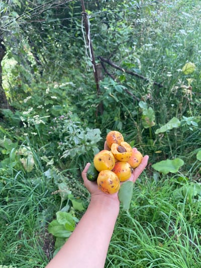 A close-up, vertical shot captures a person's hand holding a small harvest of fruits and vegetables against a blurred backdrop of lush green foliage, suggesting an outdoor, possibly rural, setting in Taran-Bazar, Kyrgyzstan. The hand, with its fair skin tone and visible veins, gently cradles several ripe apricots, some showing small brown blemishes, and a single small, dark green cucumber. One apricot is cut in half, revealing its seed. A single green leaf rests in the palm. The background is a dense, overgrown garden or wild area, with a variety of green leaves, grasses, and some white and pink wildflowers visible. A weathered metal fence post with white string attached is visible in the upper left quadrant, further indicating a cultivated or semi-cultivated outdoor space. The lighting suggests it is daytime, with soft natural light illuminating the scene.