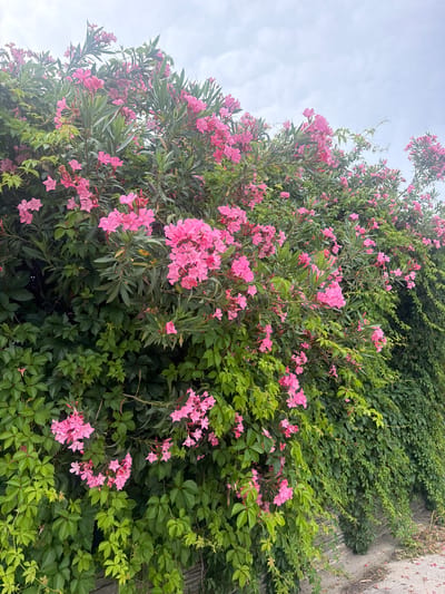 A vertical, eye-level shot captures a thick hedge of lush green foliage interspersed with clusters of vibrant pink oleander flowers. The hedge, dense and sprawling, forms a natural wall that extends across the frame. The flowers, with their delicate petals, are in full bloom, creating a striking contrast against the dark green leaves. In the upper portion of the image, a pale, cloudy sky provides a muted backdrop. The lower part of the image reveals a textured surface, possibly a stone wall or pathway, with scattered fallen pink petals and dried leaves, hinting at the natural setting within an urban environment. The scene is devoid of any people or animals.
