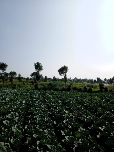 The image depicts a field of leafy green crops, possibly cabbages, in Ban Katan, Laos. The plants cover the foreground and extend to the middle ground. Several trees are scattered throughout the field and along the horizon line. The sky is a pale blue, typical of a clear day. There are no people visible in the image.
