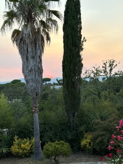 The image depicts an outdoor scene at dusk, likely in Vallcanera Parc, Spain. In the foreground, a tall, slender palm tree with dry, drooping fronds stands to the left. Adjacent to it, on the right, is a very tall, narrow cypress tree. The background is filled with dense green foliage from various trees and bushes. In the distance, a hazy, soft sunset creates a warm glow in the sky, with hints of pink and orange. The sun is visible as a small, bright orange disc partially obscured by a distant, rounded tree and a line of faint mountains. Some pink flowers are visible in the lower right corner of the frame. The overall impression is of a tranquil, natural environment during twilight.